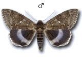 Catocala fraxini