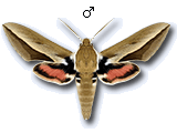 Hyles hippophaes