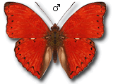 MU