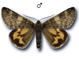 Boudinotiana puella
