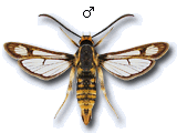 Chamaesphecia (Scopulosphecia) dumonti