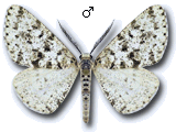 Fagivorina arenaria