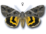 MU