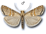 Euchromius bella