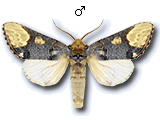 Phalera bucephaloides