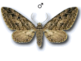 Eupithecia ericeata