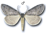 Pachycnemia hippocastanaria