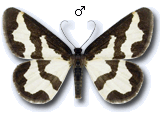 Lomaspilis marginata