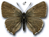 Callophrys (Callophrys) chalybeitincta