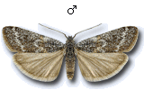 Polopeustis altensis