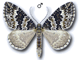 Electrophaes corylata