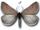 Lignyoptera fumidaria