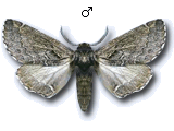 Rhegmatophila alpina