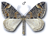 Dysstroma citrata