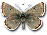 Agriades pyrenaica