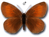 Erebia mnestra