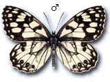 Melanargia (Argeformia) ines