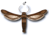 Microsphecia tineiformis