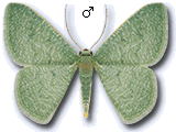 Phaiogramma faustinata