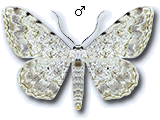 Scopula (Scopula) submutata