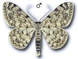 Scopula (Calothysanis) asellaria