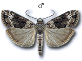 Anarpia incertalis