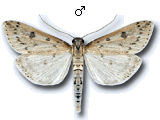 Udea numeralis