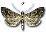 Metasia corsicalis