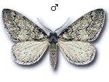 Tephronia sepiaria