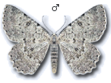 Charissa (Costignophos) pullata