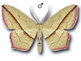 Timandra comae