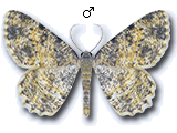 Charissa (Euchrognophos) subtaurica