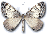 Dysstroma infuscata
