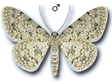 Scopula (Calothysanis) luridata