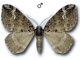Perizoma lugdunaria