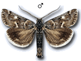 Hypotia miegi