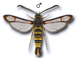 Synanthedon theryi