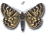 Euclidia (Callistege) mi