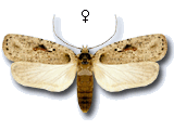 Agonopterix ocellana