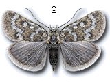 Metaxmeste phrygialis
