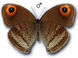 MD