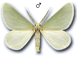 Microloxia simonyi