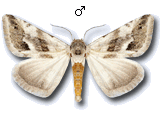 Eublemma (Eublemma) minutata