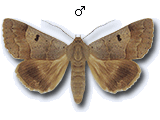 Minucia lunaris
