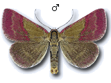 Phytometra viridaria