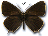 Satyrium (Nordmannia) abdominalis