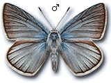 Polyommatus (Agrodiaetus) vanensis