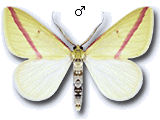 Rhodometra sacraria