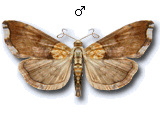 Agrotera nemoralis