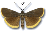 Catastia marginea